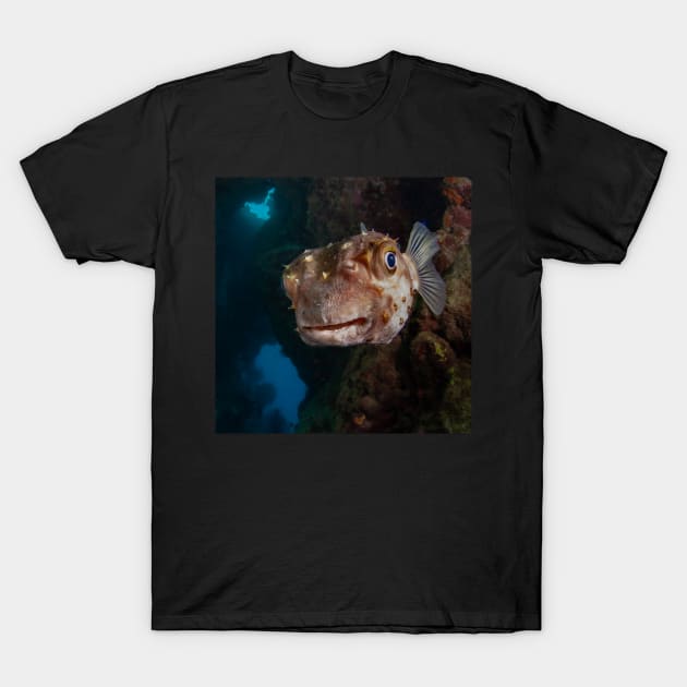 Porcupine puffer fish face off T-Shirt by SCUBAddict